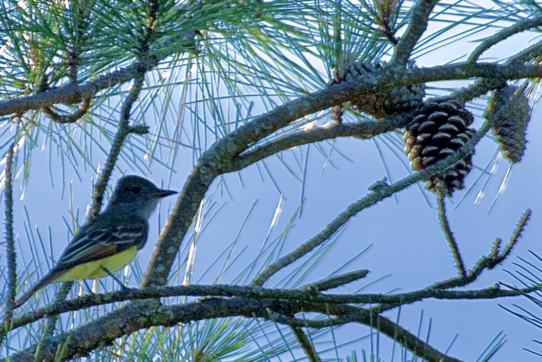 Great Crested Flycatcher - ML620228490