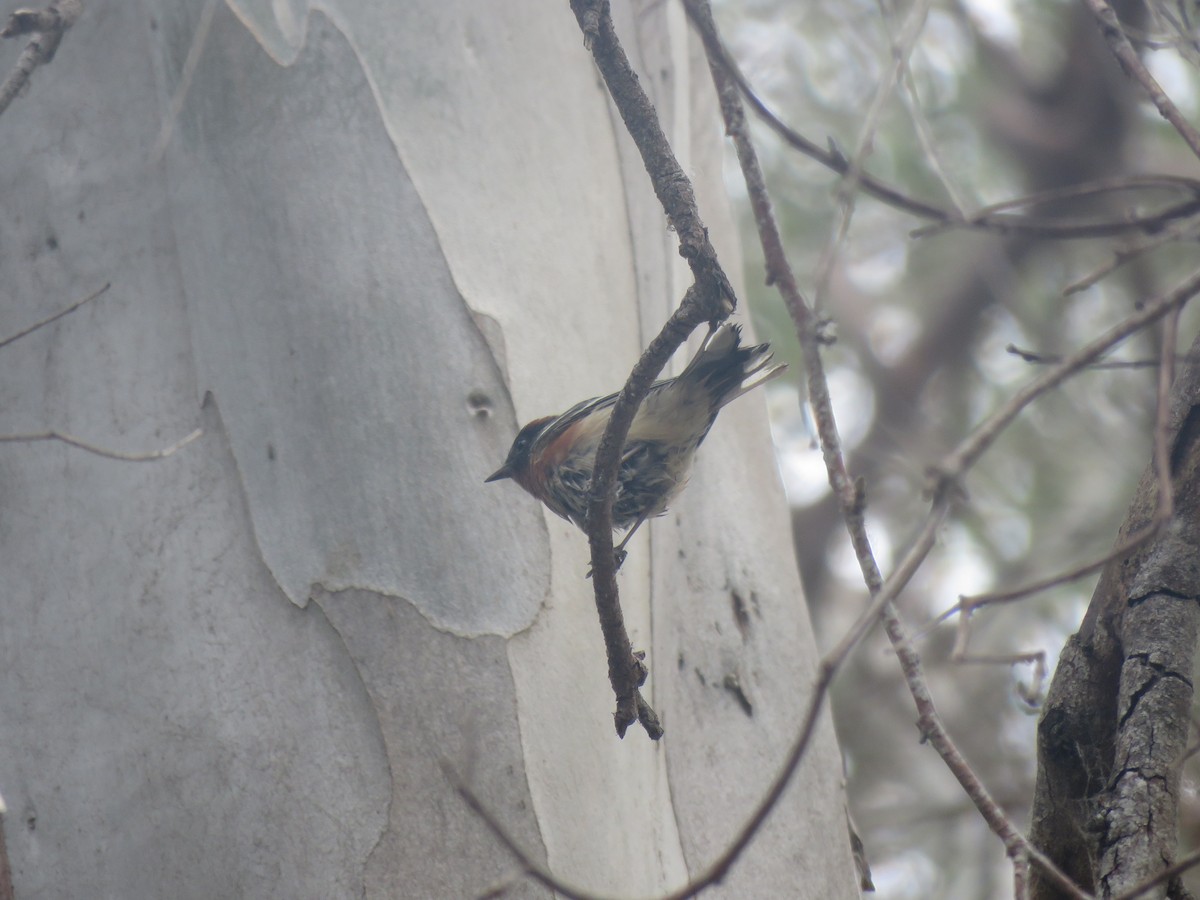 Bay-breasted Warbler - ML620228493