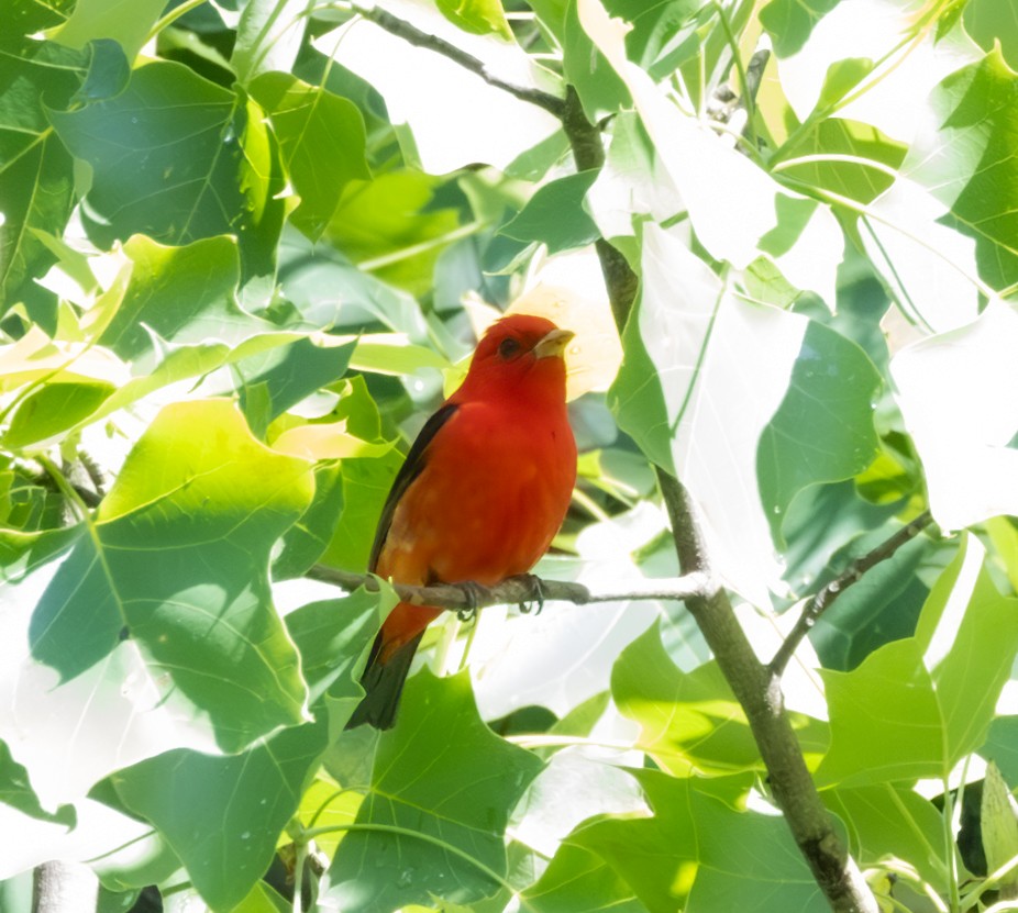 Scarlet Tanager - ML620228496