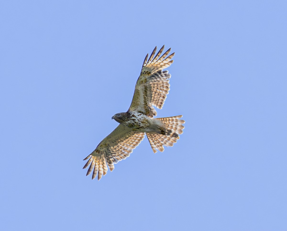 Red-shouldered Hawk - ML620228511