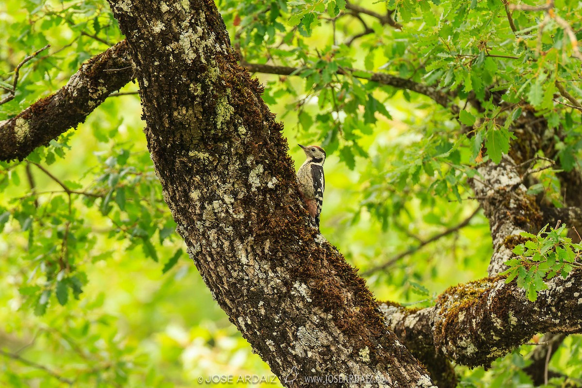 Middle Spotted Woodpecker - ML620228517