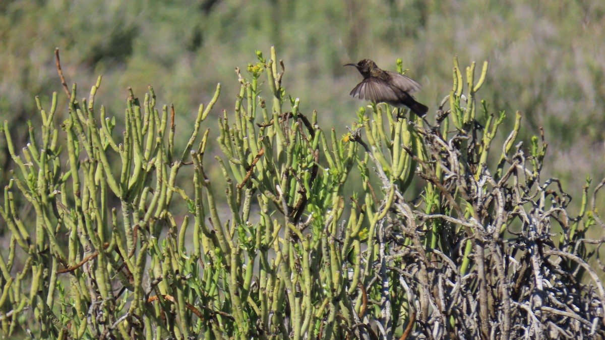 Dusky Sunbird - ML620228518