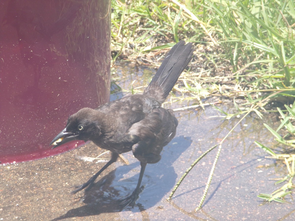 Common Grackle - ML620228530