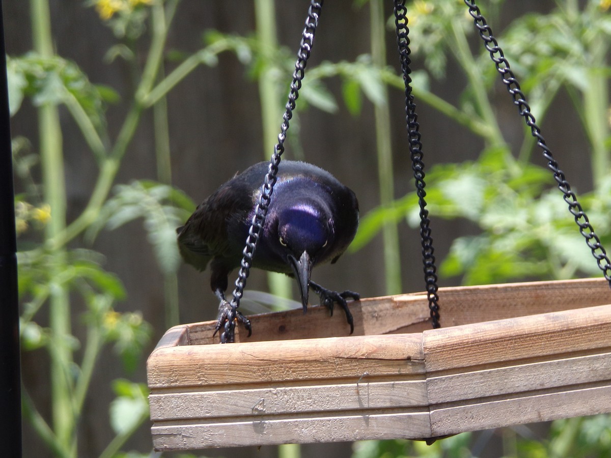 Common Grackle - ML620228531