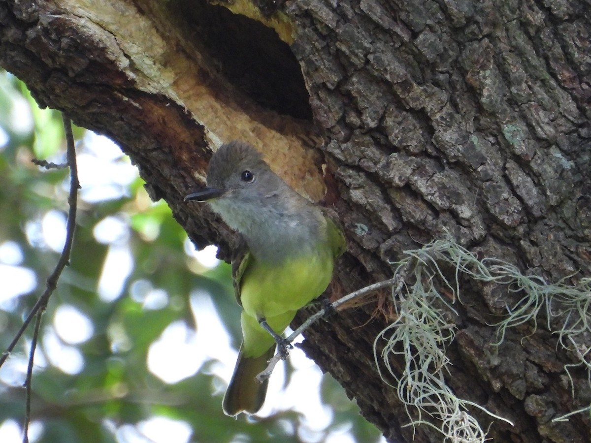 Great Crested Flycatcher - ML620228533