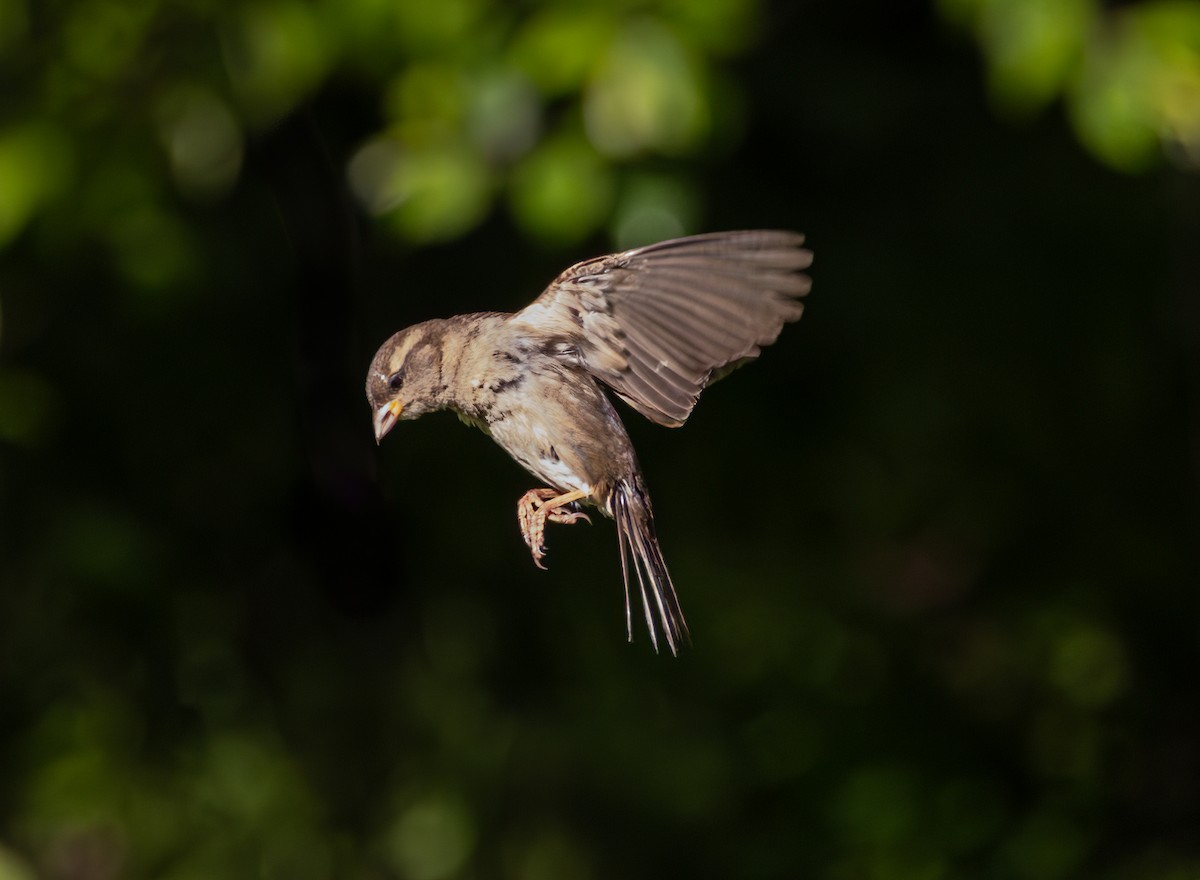 Moineau domestique - ML620228535