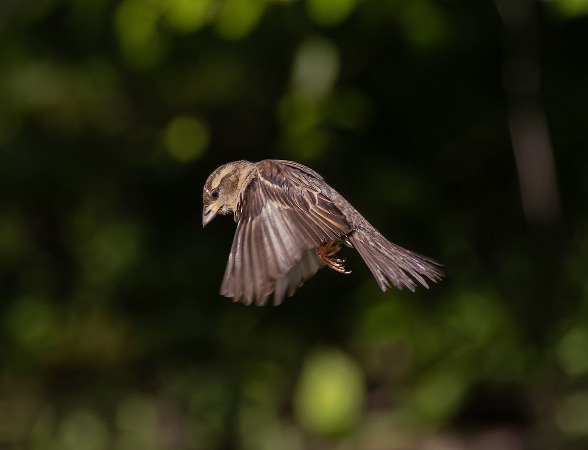 House Sparrow - ML620228536