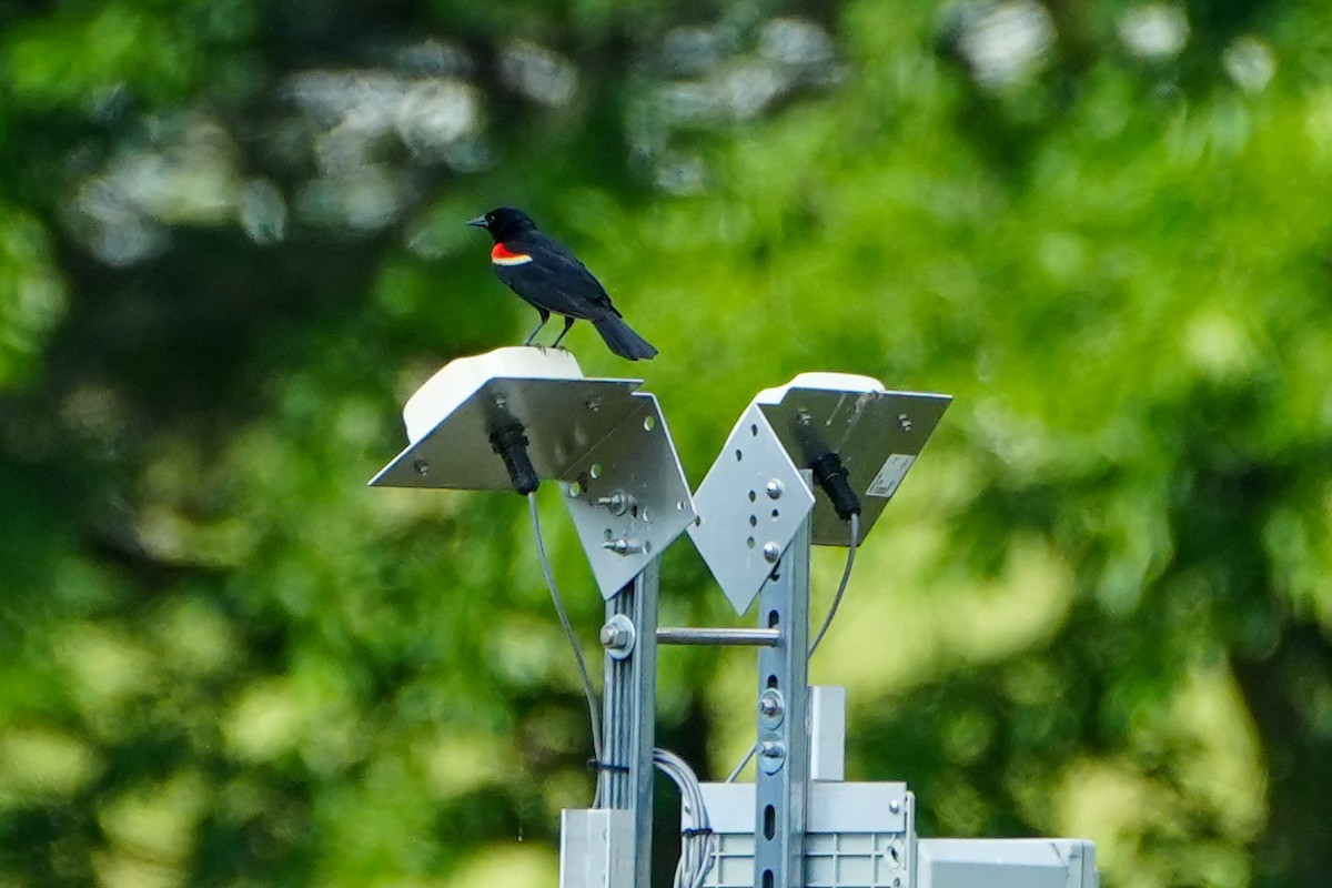 Red-winged Blackbird - ML620228538