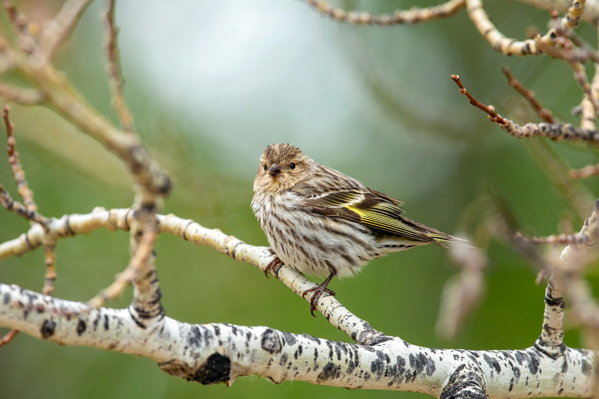 Pine Siskin - ML620228547