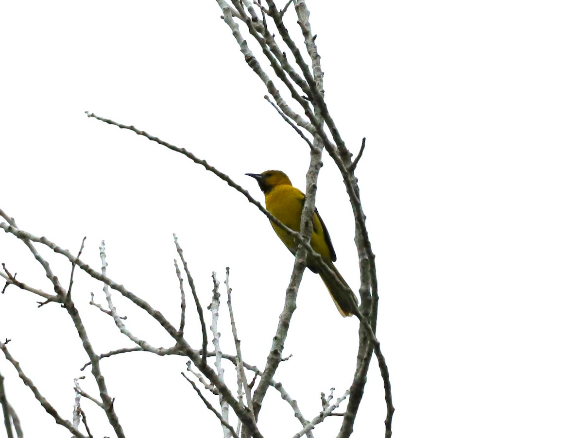 Oriole masqué - ML620228550