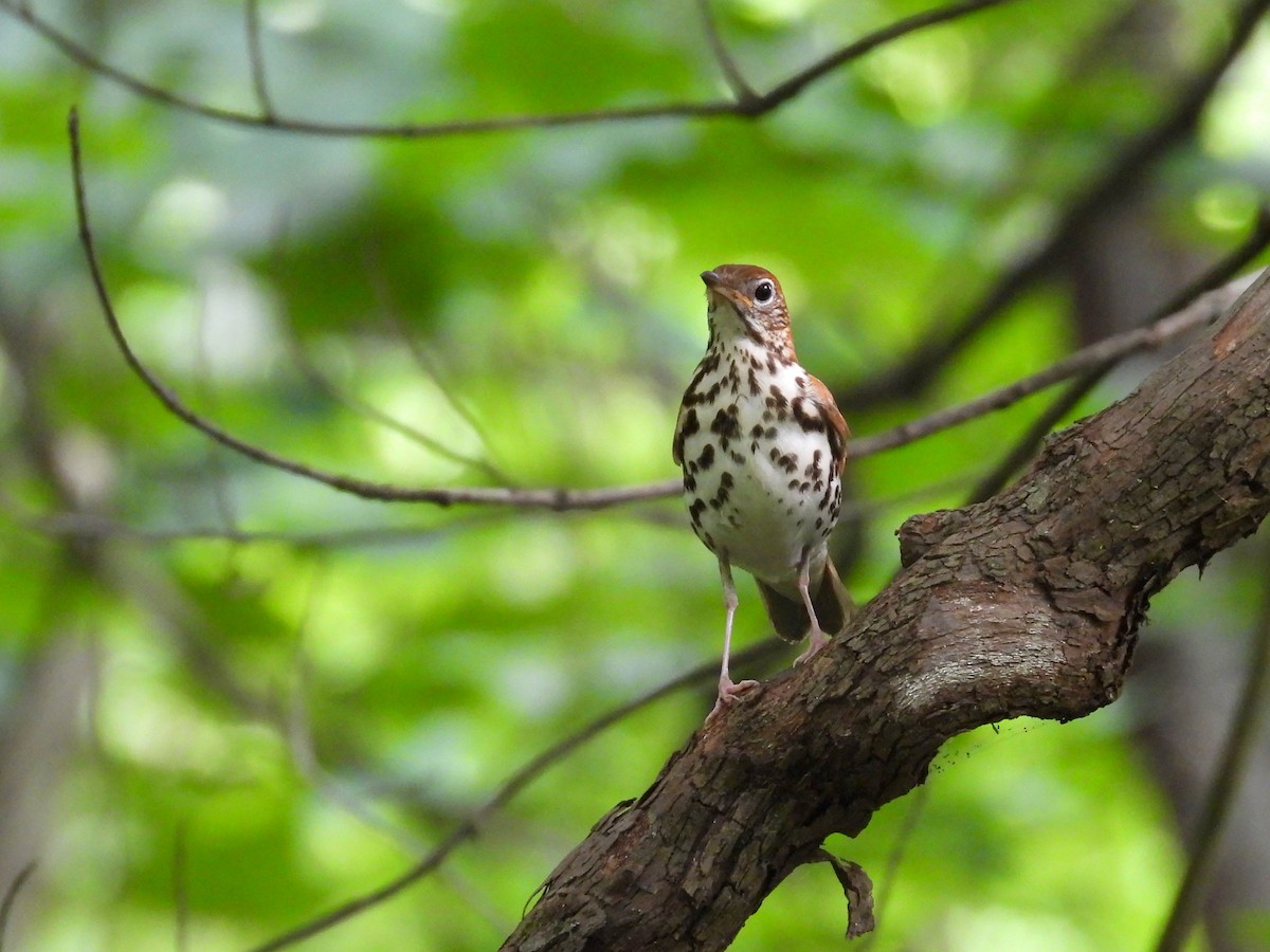 Wood Thrush - ML620228557