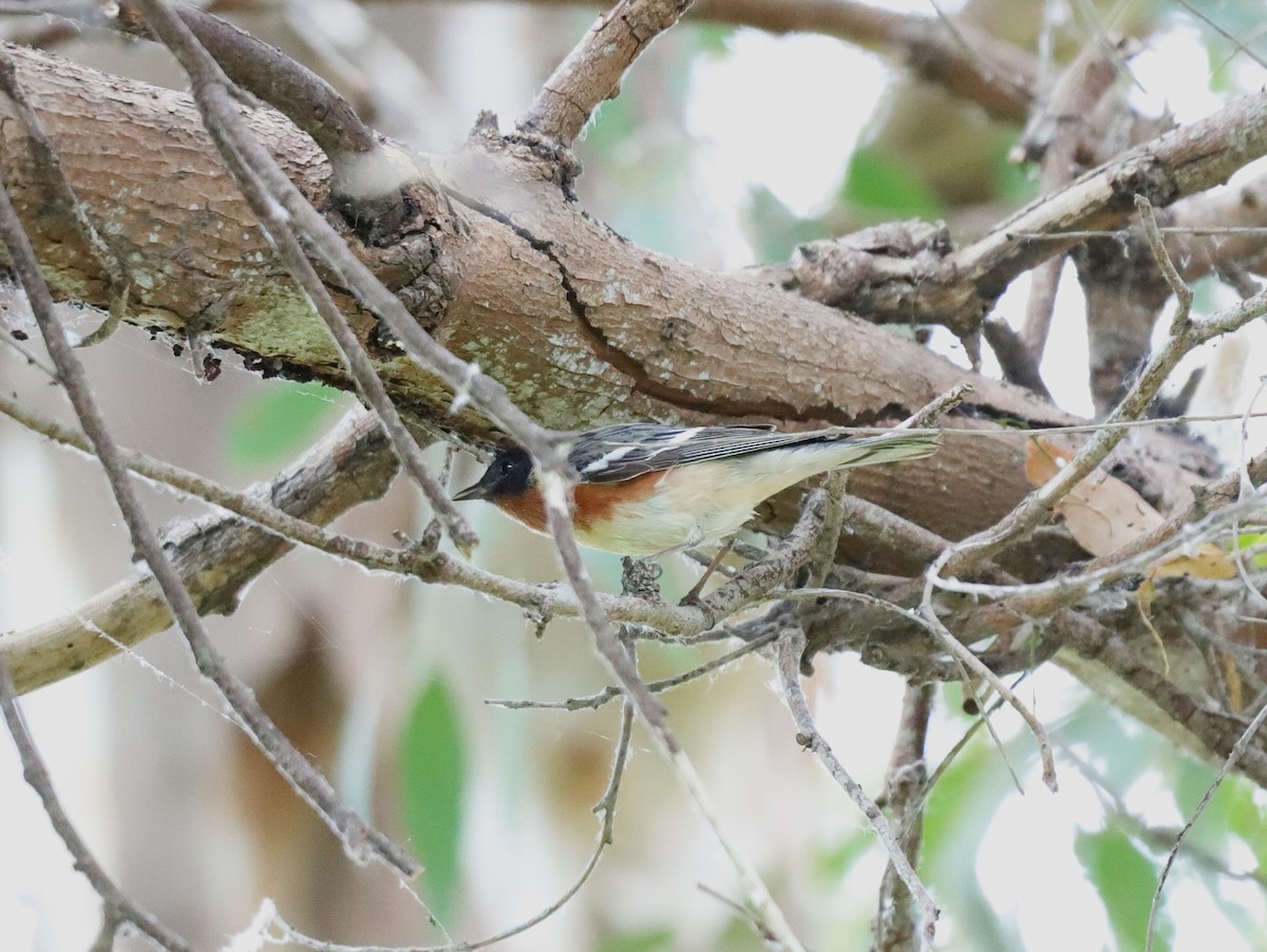 Bay-breasted Warbler - ML620228563