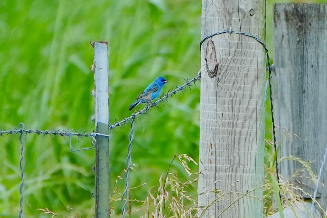 Indigo Bunting - ML620228570