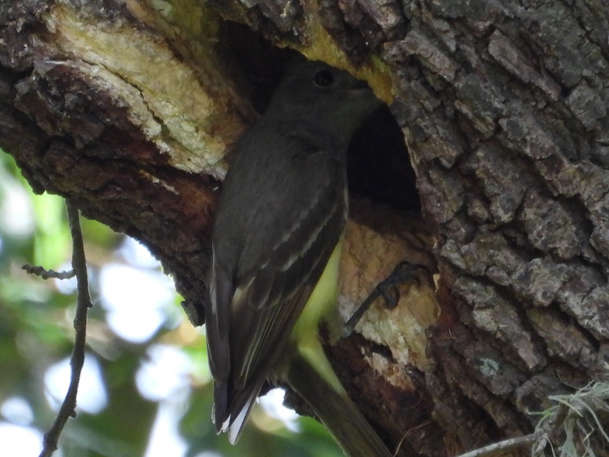 Great Crested Flycatcher - ML620228572