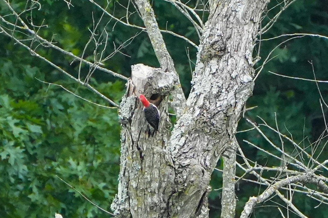 Red-bellied Woodpecker - ML620228575