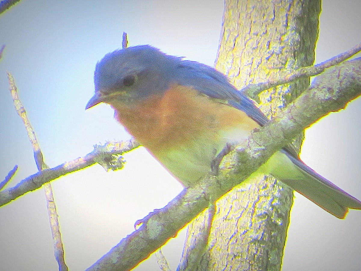 Eastern Bluebird - ML620228586