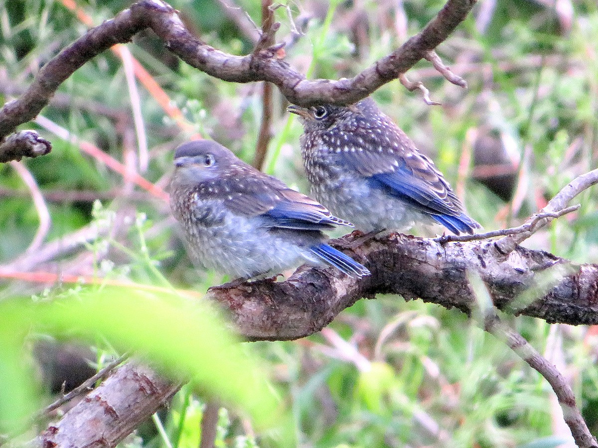 Eastern Bluebird - ML620228588