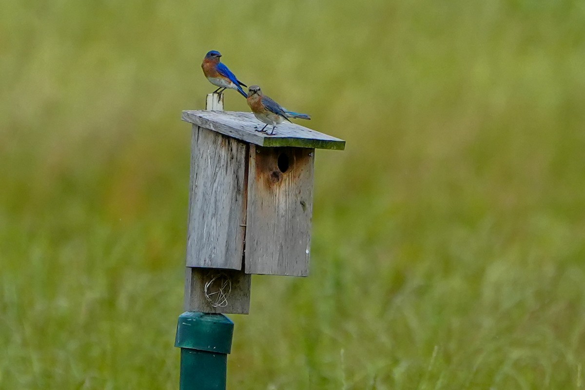 Eastern Bluebird - ML620228589