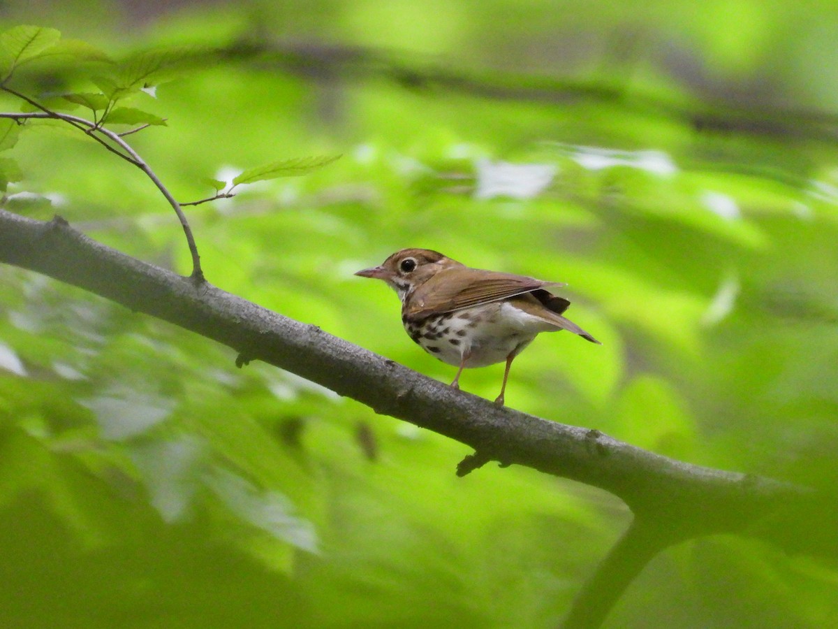 Ovenbird - ML620228593