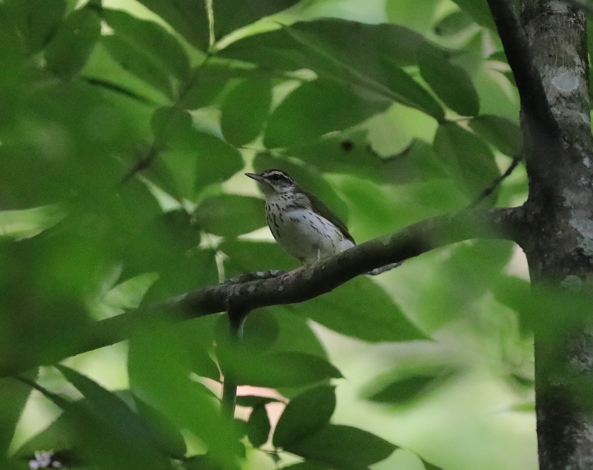 Louisiana Waterthrush - ML620228595