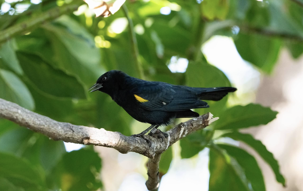 Yellow-shouldered Blackbird - ML620228597