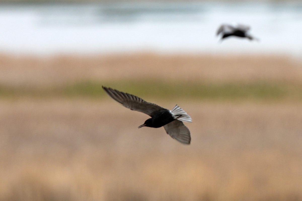 Black Tern - ML620228601