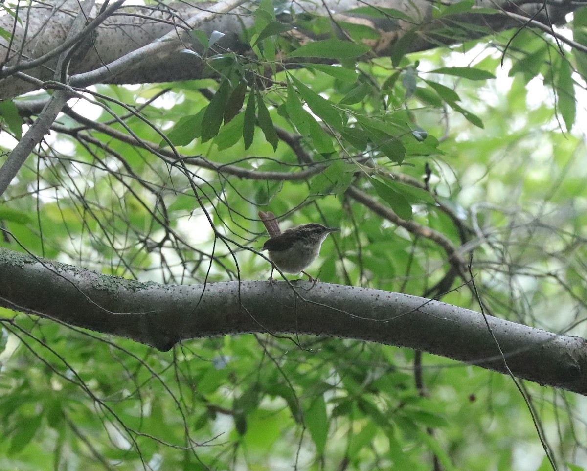 Carolina Wren - ML620228602