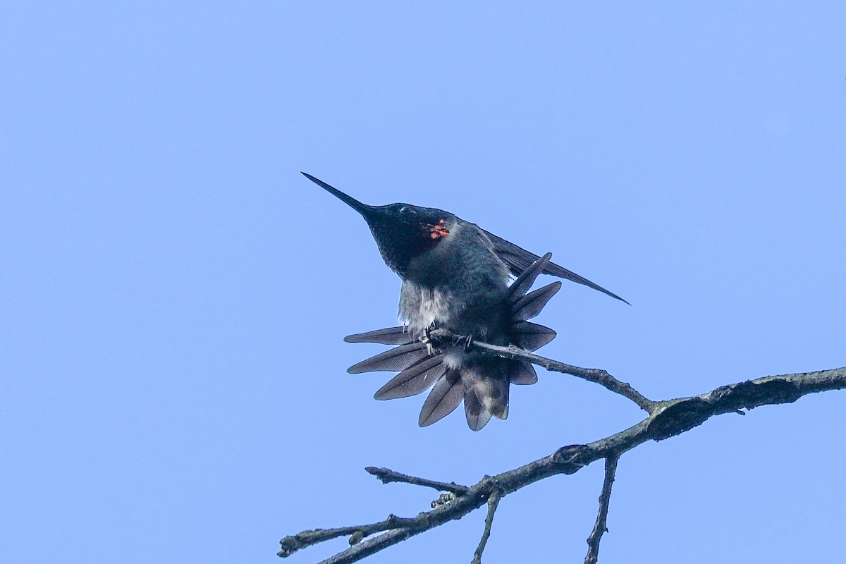 Ruby-throated Hummingbird - ML620228603