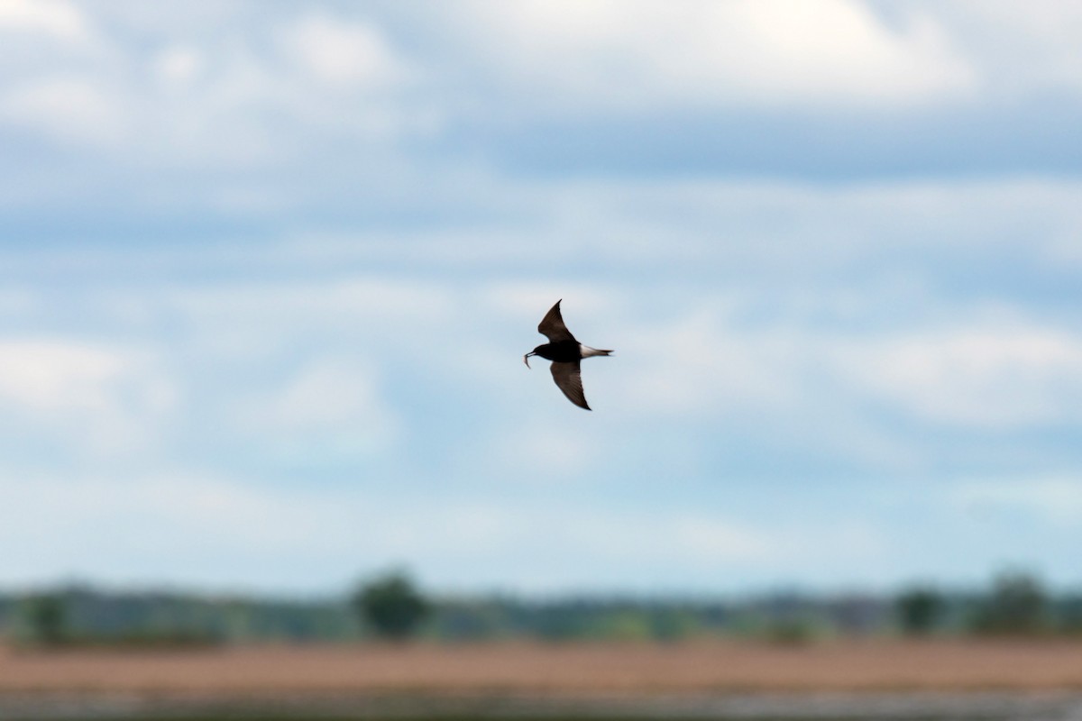 Black Tern - ML620228608