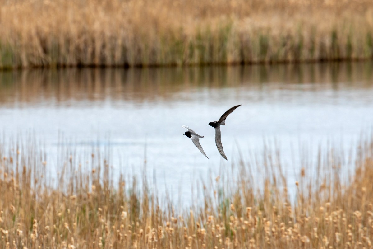 Black Tern - ML620228609