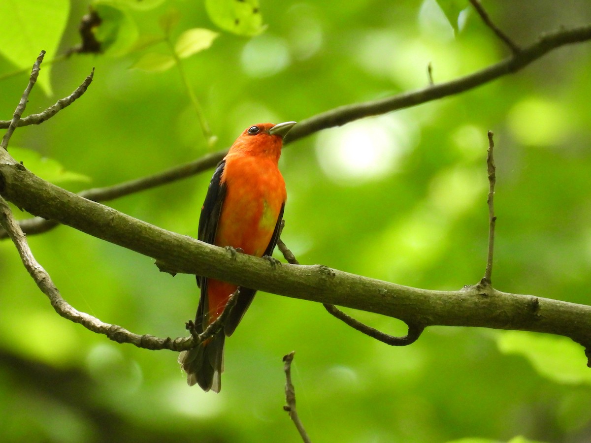 Scarlet Tanager - ML620228613