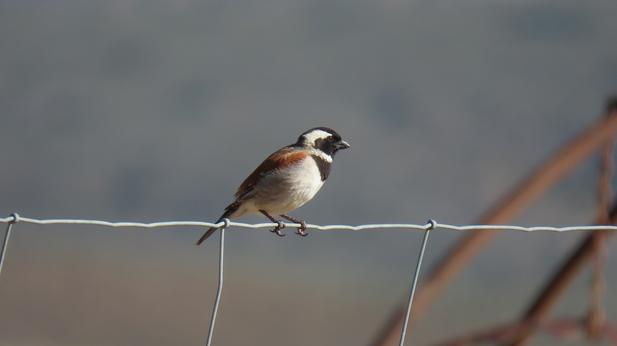 Cape Sparrow - ML620228624