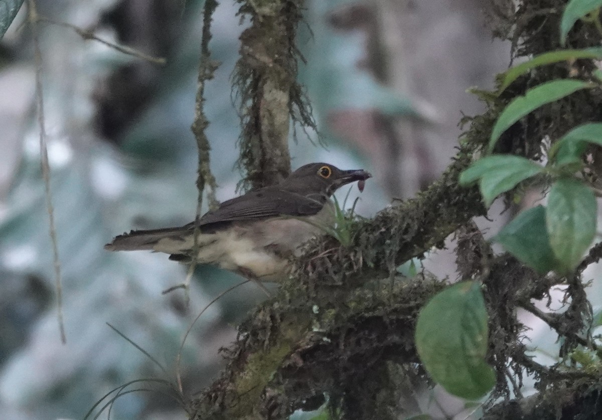 White-throated Thrush - Mary Kimberly