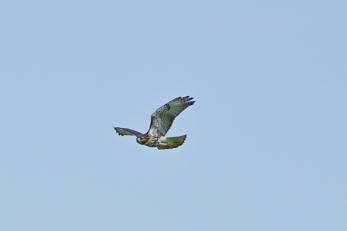 Red-tailed Hawk - ML620228635