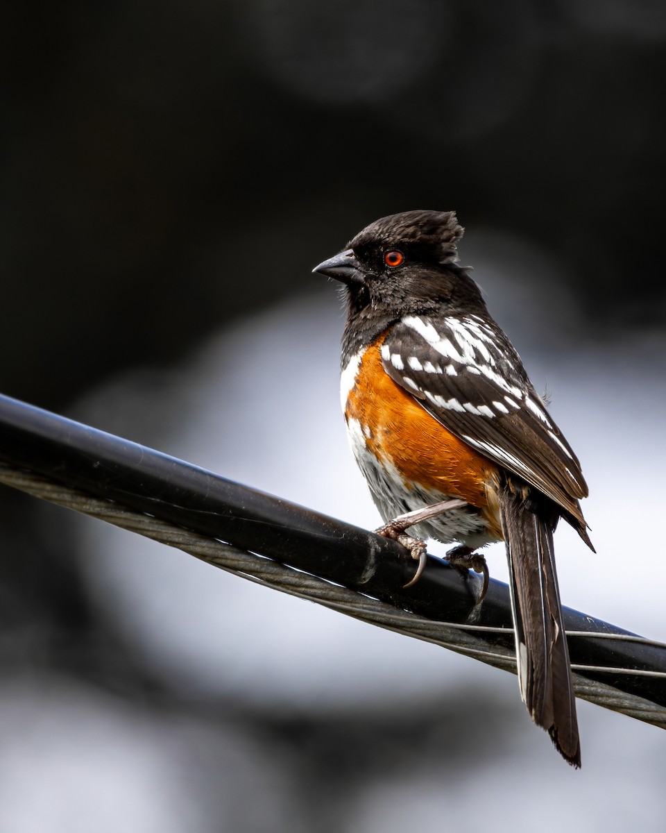 Spotted Towhee - ML620228641