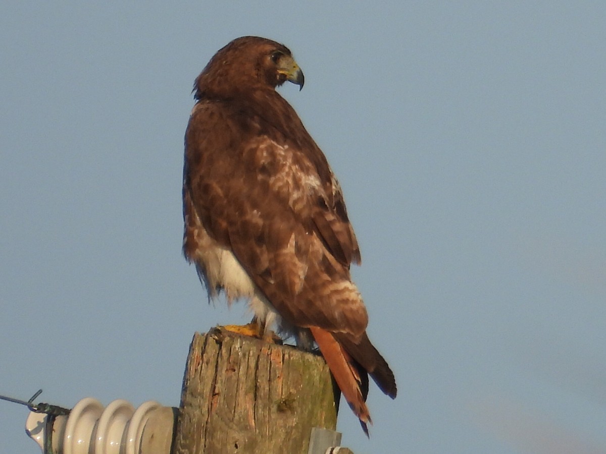 Red-tailed Hawk - ML620228651