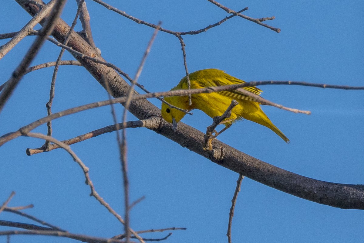 Yellow Warbler - ML620228658