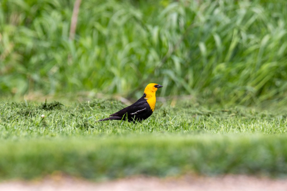 Yellow-headed Blackbird - ML620228665