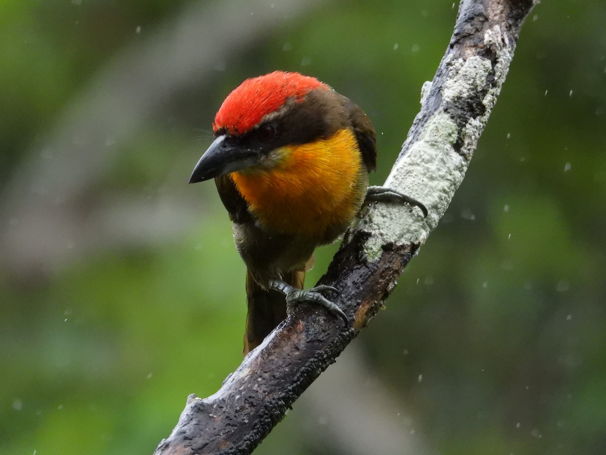 Scarlet-crowned Barbet - ML620228669