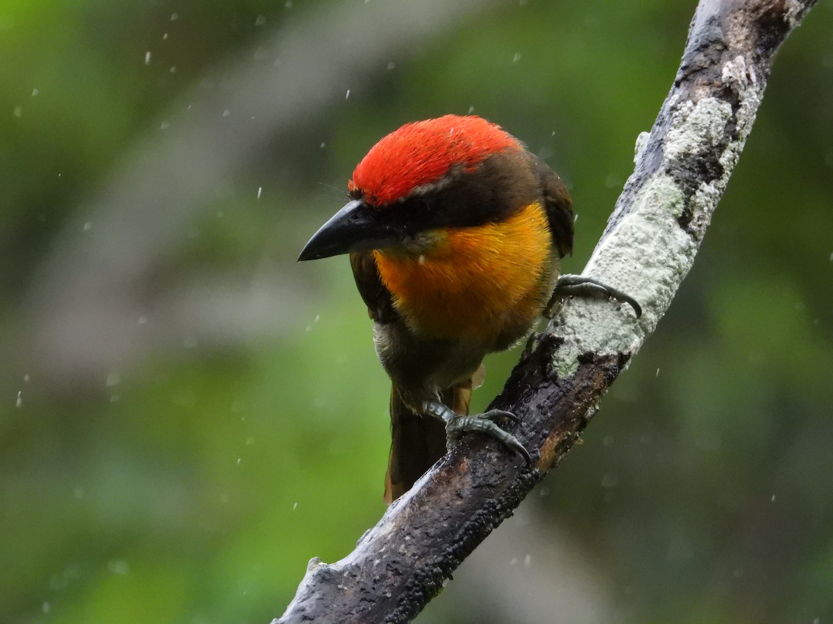 Scarlet-crowned Barbet - ML620228670