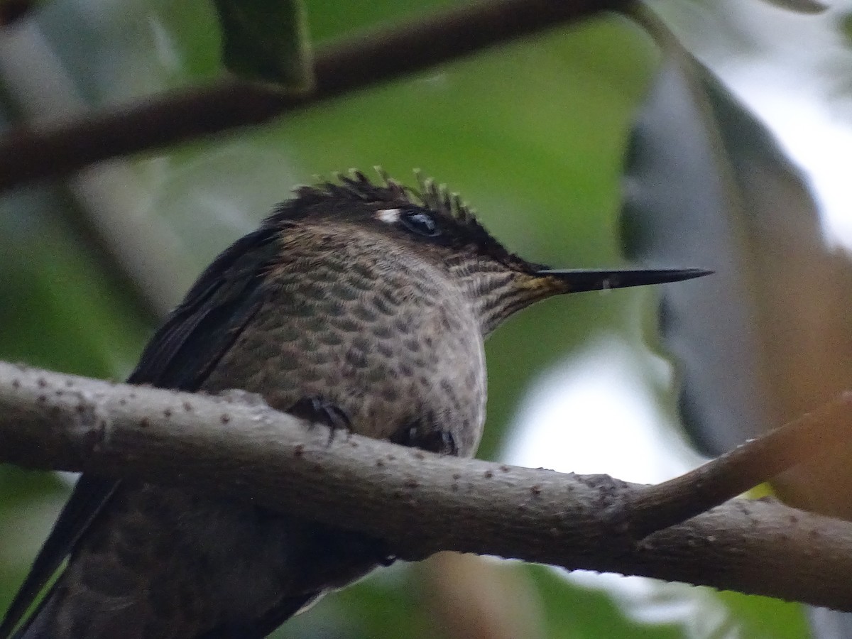 Green-backed Firecrown - ML620228694