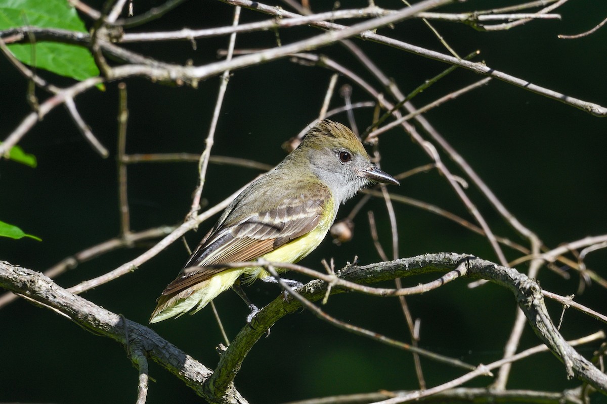 Great Crested Flycatcher - ML620228695