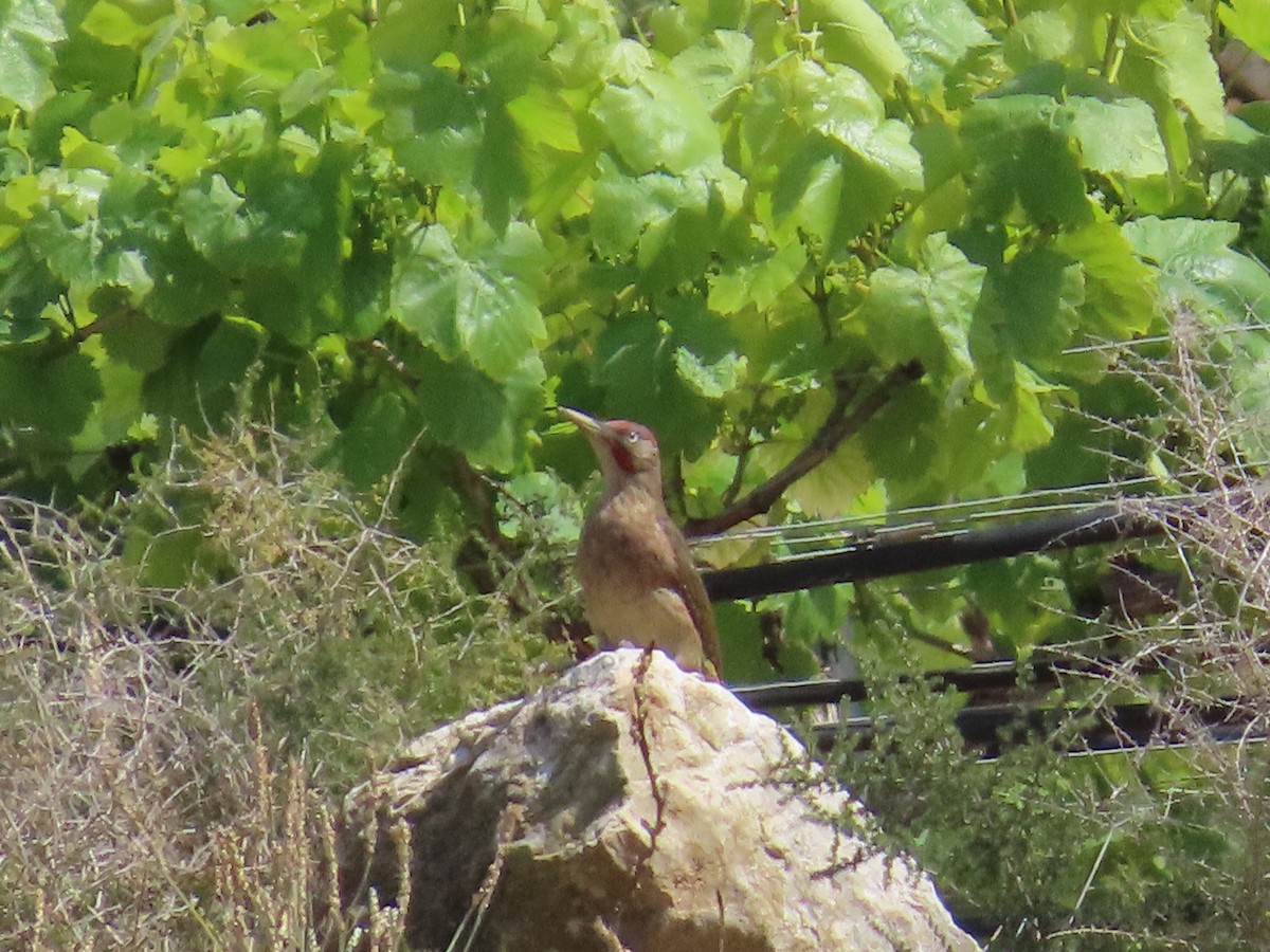 Iberian Green Woodpecker - ML620228698