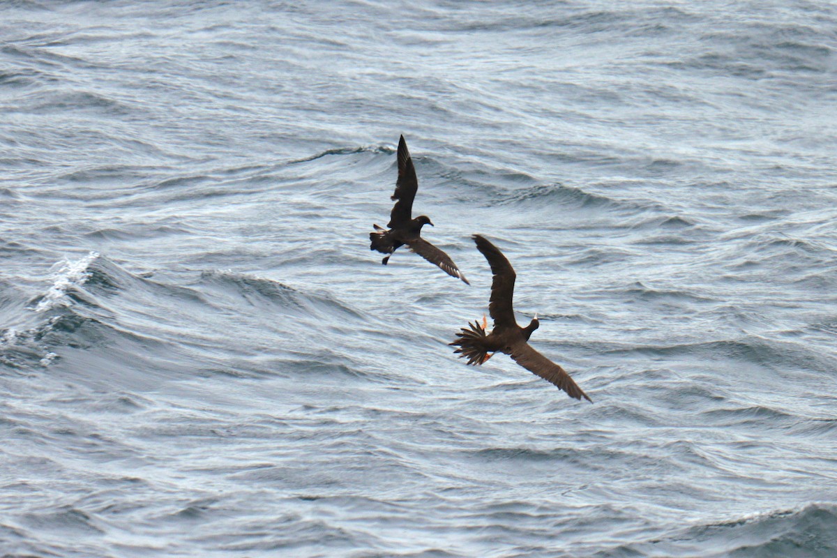 Brown Booby - ML620228700