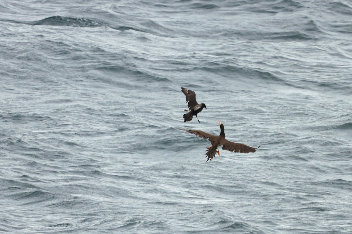 Brown Booby - ML620228702