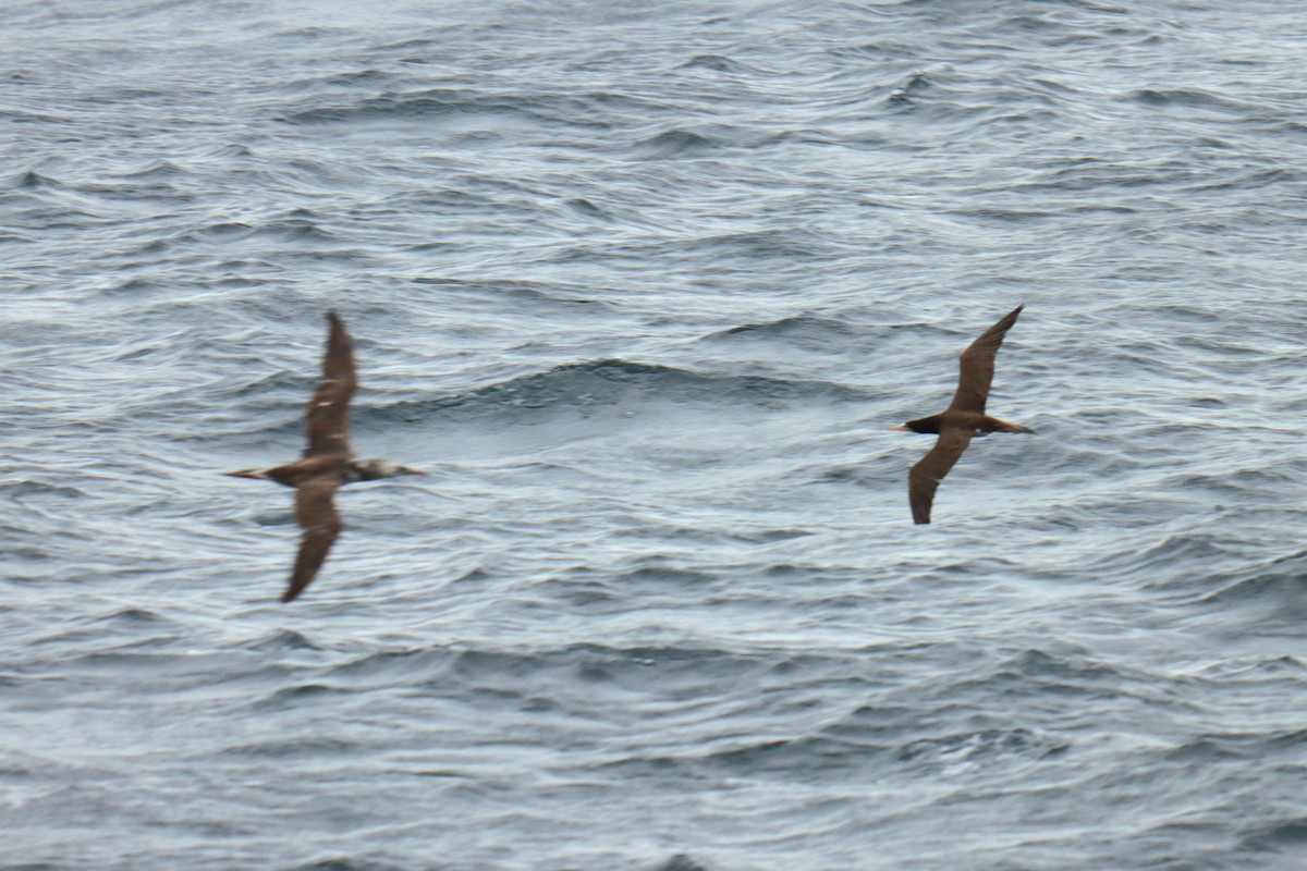 Brown Booby - ML620228703