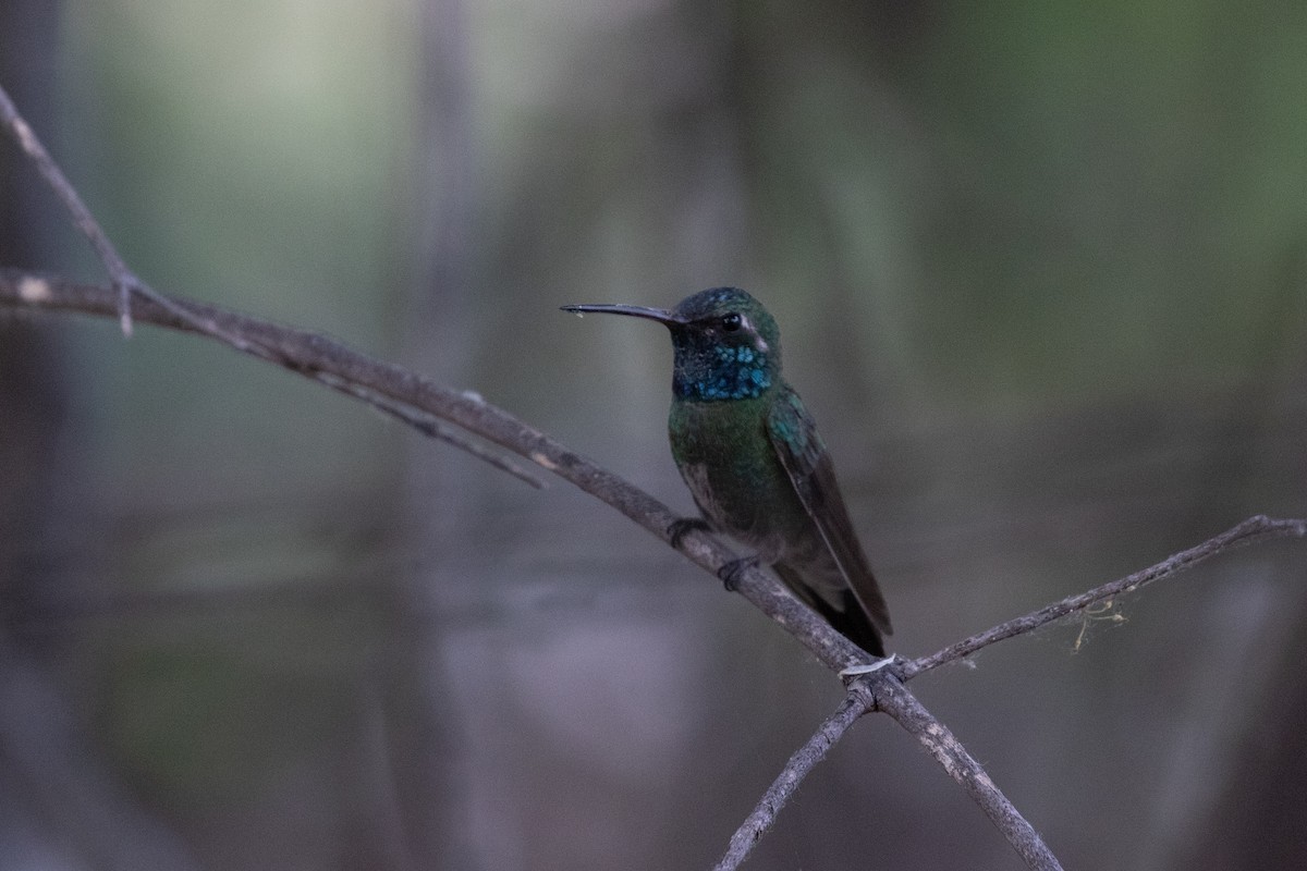 Anna's x Broad-billed Hummingbird (hybrid) - Caleb Strand