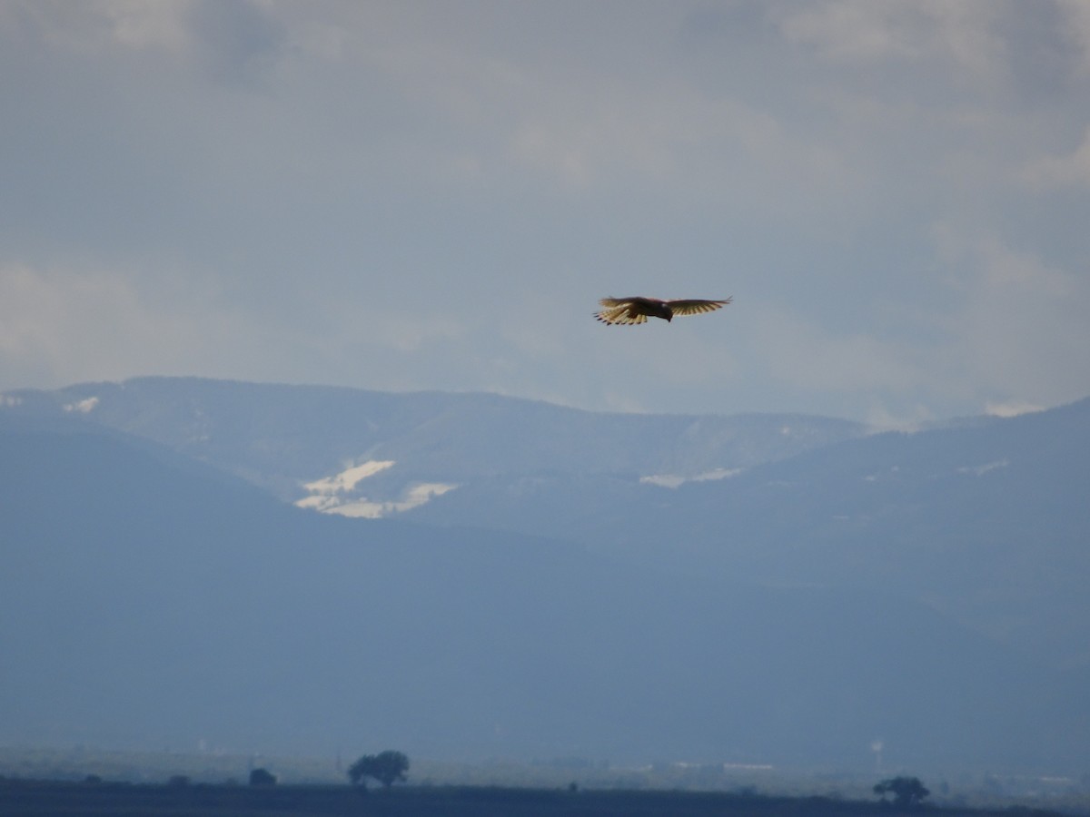 Eurasian Kestrel - ML620228714