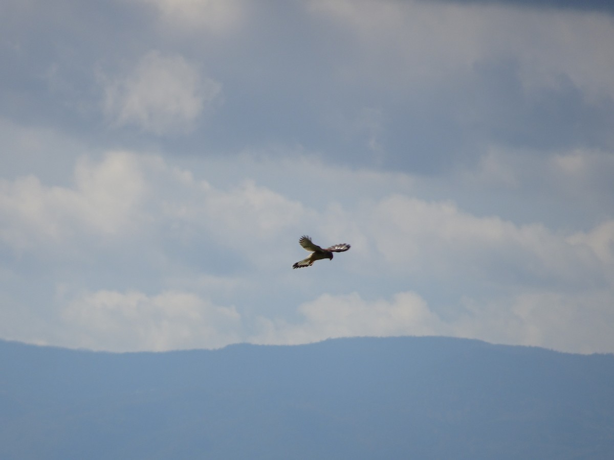 Eurasian Kestrel - ML620228715