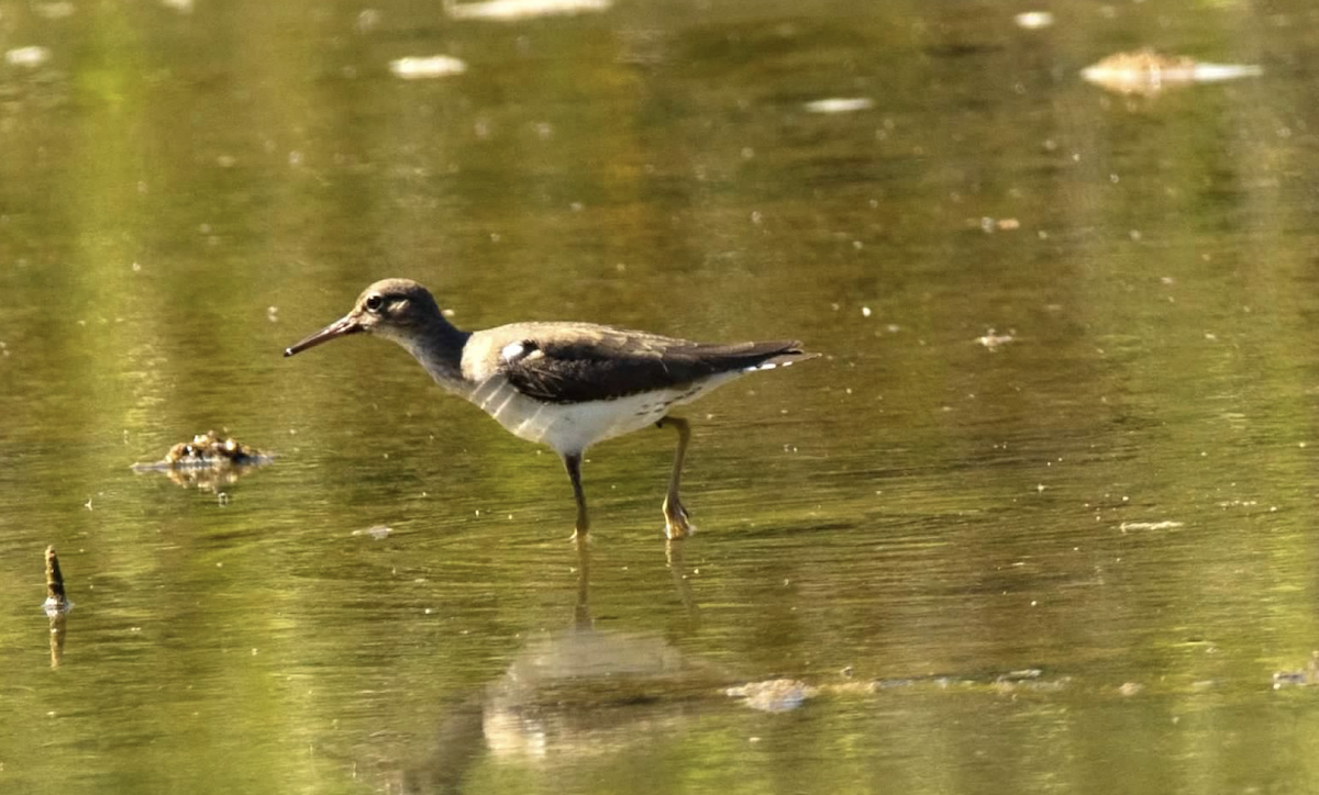 Spotted Sandpiper - ML620228719